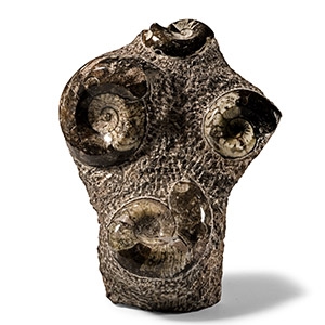 Natural History - Fossil Goniatite Display Stand