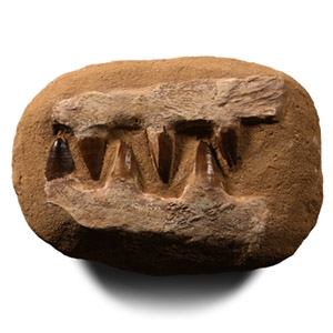 Natural History - Composite Fossil Mosasaur Marine Dinosaur Jaw Pair