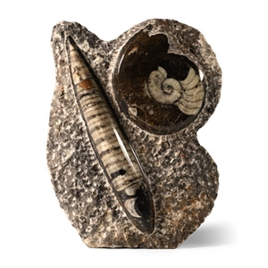 Natural History - Fossil Orthoceras and Goniatite Display Stand