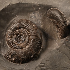 Natural History - Whitby Dac Fossil Ammonite Pair