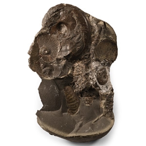 Natural History - Whitby Dac Fossil Ammonites