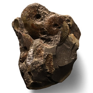 Natural History - Whitby Dac Fossil Ammonite