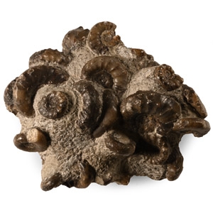 Natural History - Lyme Regis Fossil Ammonite Cluster