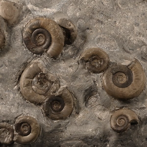 Natural History - Whitby Dac Fossil Ammonite Cluster