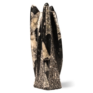 Natural History - Fossil Orthoceras Column