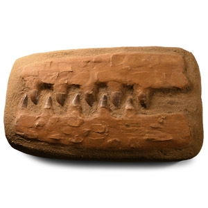 Natural History - Large Composite Fossil Mosasaur Marine Dinosaur Teeth Assemblage