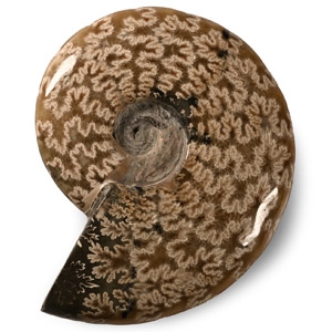 Natural History - Fossil Cleoniceras Ammonite