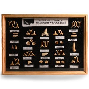 Natural History - Mixed Fossil Shark and Fish Teeth Display