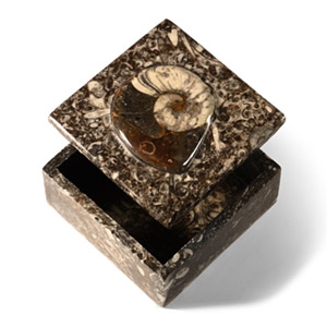 Natural History - Polished Fossil Goniatite Trinket Box