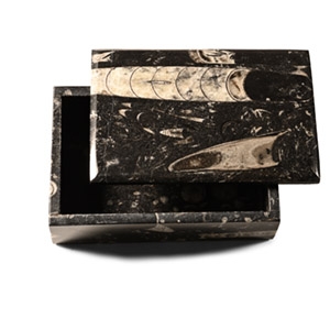 Natural History - Polished Fossil Orthoceras Trinket Box