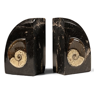 Natural History - Polished Fossil Goniatite Bookends