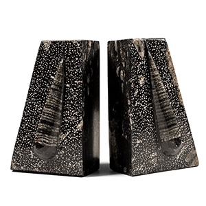 Natural History - Polished Fossil Orthoceras Bookends
