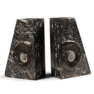 Natural History - Polished Fossil Goniatite Book Ends