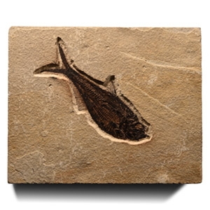 Natural History - Fossil Diplomystus Fish in Matrix