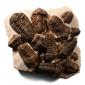 Natural History - Fossil Flexicalymene Trilobite Cluster