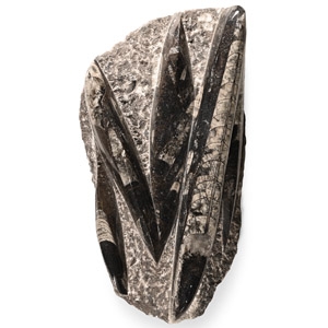 Natural History - Polished Fossil Orthoceras Cluster Display