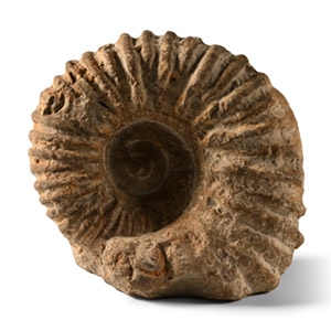 Natural History - Fossil Agadir Ammonite