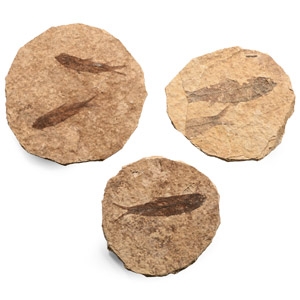 Natural History - Fossil Knightia Fish Group