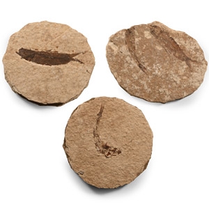 Natural History - Fossil Knightia Fish Group