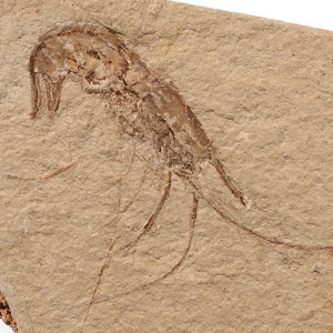 Natural History - Fossil Shrimp