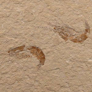 Natural History - Fossil Shrimp Group