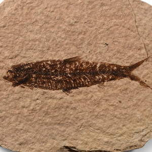 Natural History - Fossil Knightia Fish