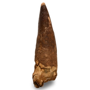 Natural History - Large Fossil Spinosaurus Dinosaur Tooth