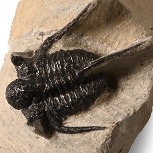 Natural History - Fossil Otarion Trilobite