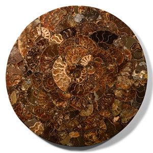 Natural History - Large Polished Fossil Ammonite Platter