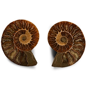 Natural History - Polished Fossil Cleoniceras Ammonite Pair