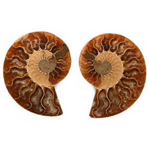 Natural History - Polished Fossil Cleoniceras Ammonite