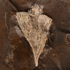 Natural History - Fossil Ginko Leaf