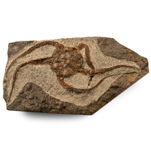 Natural History - Fossil Brittle Star