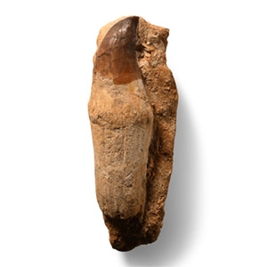 Natural History - Fossil Mosasaur Marine Dinosaur Tooth on Matrix