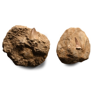 Natural History - Fossil Mosasaur Marine Dinosaur Teeth and Fish Bones