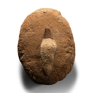 Natural History - Fossil Mosasaur Marine Dinosaur Tooth on Composite Matrix