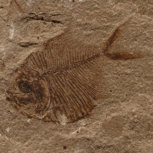 Natural History - Fossil Diplomystus Birdi Fish