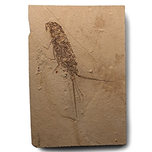 Large Fossil Lobster on Matrix