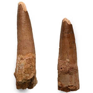Natural History - Fossil Spinosaurus Dinosaur Tooth Group