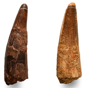 Natural History - Fossil Spinosaurus Dinosaur Tooth Group