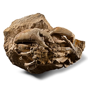 Natural History - Fossil Crab on Matrix