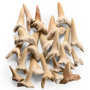 Natural History - Fossil Sand Shark Teeth Group