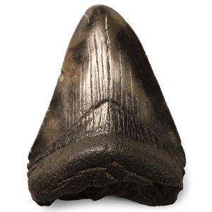 Natural History - Megalodon Giant Shark Fossil Tooth