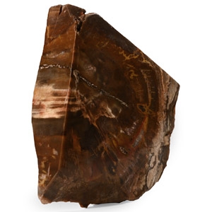 Natural History - Madagascan Fossil Lump Wood