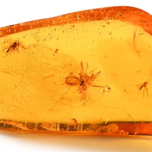 Natural History - Polished Baltic Amber with Insects