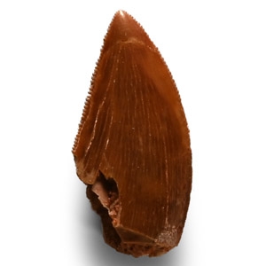Natural History - Fossil North African T-Rex Tooth