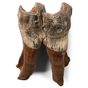 Natural History - Fossil Woolly Rhinoceros Tooth