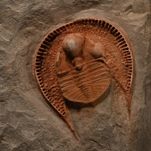 Natural History - Rare Declivitous Titan Fossil Trilobite