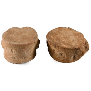 Natural History - Fossil Plesiosaur Marine Dinosaur Vertebra Group