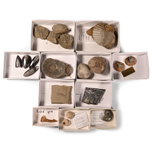 Natural History - Mixed Fossil Collection